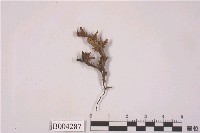 藏品(擬大葉紫葉蘚)的圖片